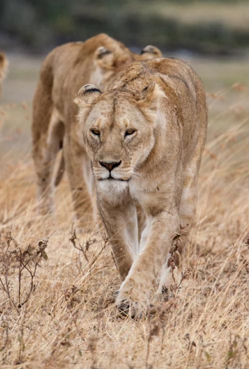 safari